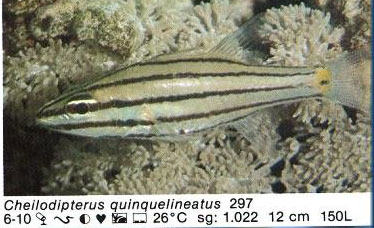 Cheilodipterus quinquelineatus
